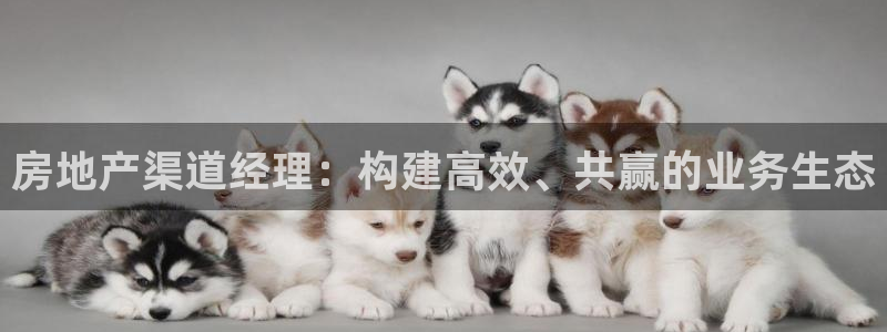 新宝5登录地址：房地产渠道经理：构建高效、共赢的业务生态