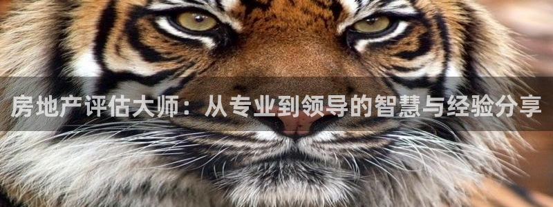 新宝5挂机：房地产评估大师：从专业到领导的智慧与经验分享