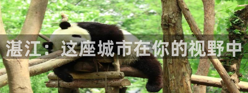 新宝5策略：湛江：这座城市在你的视野中
